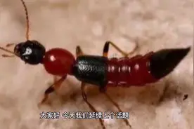 被隐翅虫叮咬后的处理和治疗