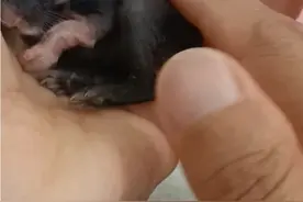 兔子妈妈没奶，人工喂养，手养兔视频封面