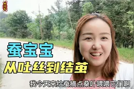 摘点桑叶回来喂蚕宝宝，从吐丝到结茧全过程！视频封面