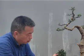 罗汉松上盆的最佳时间及配盆修根逼芽的基本方法