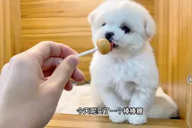 犬舍新来一只小比熊，洗完澡大变样，吃着棒棒糖一脸享受，太萌了