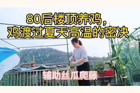 80后楼顶养鸡，三项措施，帮鸡度过夏天的高温，秘诀是