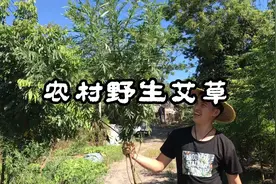 南方的朋友不用回避，给北方的朋友看看，这是我们南方的艾草。