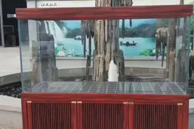 鱼缸鉴赏（一），优秀的底滤设计，做缸师傅看后有点小激动