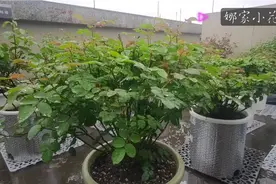 下雨是月季得白粉病的原因吗？视频封面