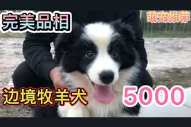 5000淘边境牧羊犬，这品相称得上完美，长大有7岁小孩的智商视频封面