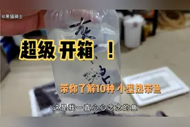 #超级开箱，是不是还不知道养什么鱼？带你了解这10种小型热带鱼