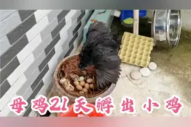 母鸡孵化小鸡，经历了整整21天小鸡破壳而出，见证了生命的伟大