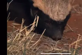 面对小辣条，初来乍到的平头哥还是有些不知所措，毕竟经验不足。视频封面