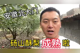安徽北大门砀山酥梨成熟了！看看当地农户怎么采摘的。你吃过吗？