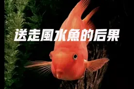 自家养的风水鱼原来不可以送人呀视频封面