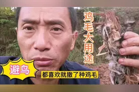 四川资阳：播种后在地里撒鸡毛驱鸟，你们也是这样吗？能行吗