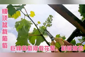 巨峰葡萄开花了，修剪花絮、副梢摘芯，盆栽也能果实累累视频封面