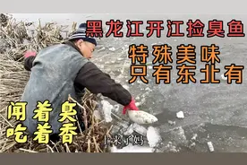 黑龙江开江，捡几十条臭鱼，特殊美味只有东北有，闻着臭 吃着香视频封面