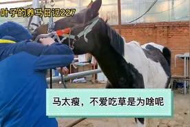 叶子的养马日记227-马太瘦不爱吃草为啥呢视频封面