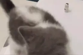 三个月小猫，打疫苗妙三多，应该注意什么，听宠物医生现场怎么说