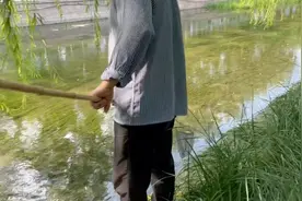 家养的鱼放生一定要慎重，两位大爷轻松捕捞两条锦鲤一条金鱼视频封面