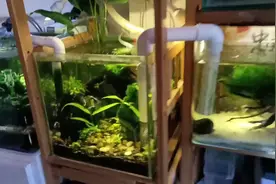 我家的鱼缸，强大的过滤，三个鱼缸虹吸原理