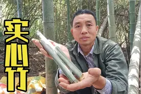 大叔拔笋遇到实心竹，它可是竹子中的稀罕物，可以拿它做工艺品