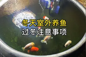 冬天室外养鱼养鱼人给鱼过冬注意的事项，金鱼不怕冻，怕的是缺氧