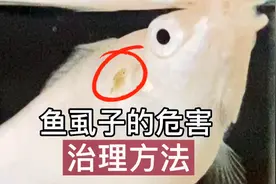 寄生虫鱼虱子对鱼危害是什么？该怎么治疗鱼虱子呢？记得定期检疫