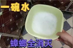 消灭蟑螂别用药，一碗水放家里角落，安全无毒，蟑螂彻底消灭光视频封面