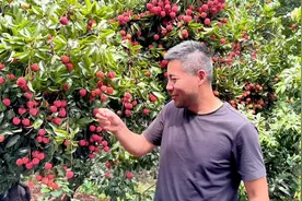 北方人来到南方第一次见到荔枝树，只会“哇、哇、哇…”视频封面