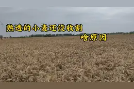 6月3号河南小麦抢收中，为啥熟透的小麦迟迟还没有收割完，啥原因视频封面