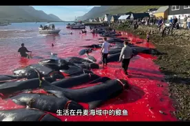 175头领航鲸鱼命葬人类之手！视频封面