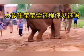大象生宝宝全过程你见过吗