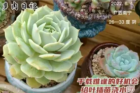 33度该怎样给叶插苗浇水？详细的实际操作展示给您，浇一次大一点视频封面