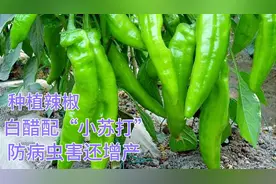小苏打加“白醋”用在辣椒上，防病虫害还增产，你也可以试一试。视频封面