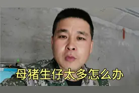 母猪生小猪太多该怎样办，视频封面