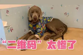 威马犬被杜宾犬咬了，心情非常不好，难过的不想吃饭了
