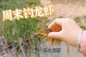 周末晴，去南京江宁农村钓龙虾，虾壳软，龙虾太小。钓了全放生视频封面
