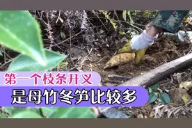 挖冬小经验第一个枝条开叉的是母竹冬笋会比较多一些
