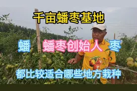 河南漯河千亩蟠枣园，听蟠枣创始人讲蟠枣的特点枣树苗种植的区域视频封面