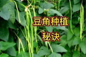 种植豆角、豇豆、架豆等，先掌握这几个小窍门，结荚一茬接一茬视频封面