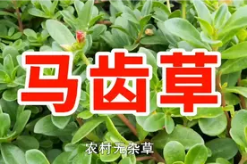 马齿草，又名马齿苋,五方草，蚂蚱菜用处多价值高遇见请珍惜
