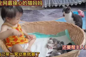 全网最操心的猫妈妈！自己带一窝幼崽就算了！还要帮主人带孩子！视频封面