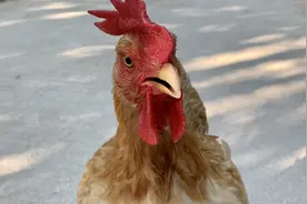 像遛狗一样遛鸡，小母鸡可爱又听话！