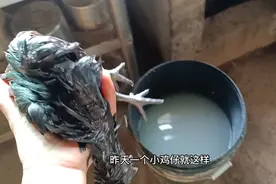 一只掉水里泡了一个晚上的小鸡仔，看看农场主是如何救活它的视频封面