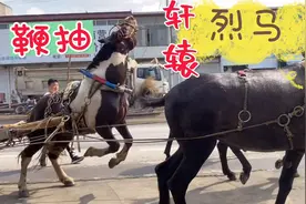 大挂马车上路轩辕烈马没控好方向，又被两米长的鞭子驯了，抽懵了视频封面