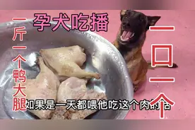 马犬怀孕肚子像水桶，一斤鸭腿一口一个30秒吃完，长相凶吃相猛