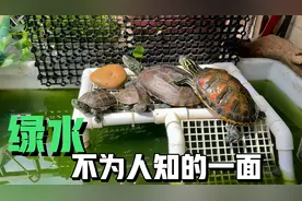 你真的了解绿水吗？绿水养龟可能伤及内脏和致癌！三分钟了解绿水
