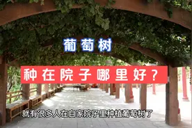 葡萄树种在院子哪里好视频封面