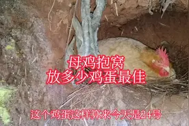 母鸡孵小鸡需要几天？鸡蛋数量放多少最佳，小伙子尝试放这个数
