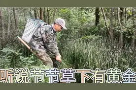 粉丝说节节草下有黄金，小陈遇着大片节节草，挖着看看黄金呢？