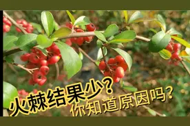 火棘盆景不结果挂果少什么原因？营养不足？做好两点帮你轻松解决视频封面