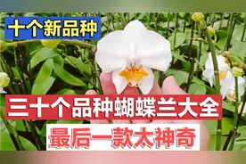 30个品种蝴蝶兰大全。发现10个新品种哦！最后一款够特别和惊艳视频封面